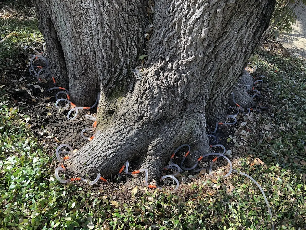 Detailed Tree Cabling and Bracing job site in Galvin