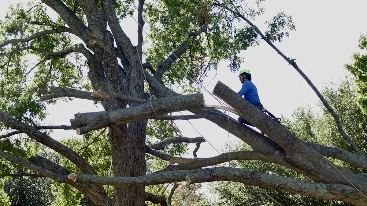 Professional Hazardous Tree Removal performed by certified arborists in Galvin